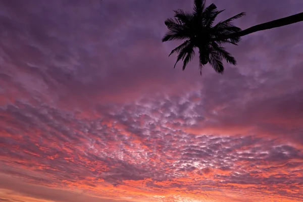 Postcard, background breathtaking sunset sky and palm tree in Thailand