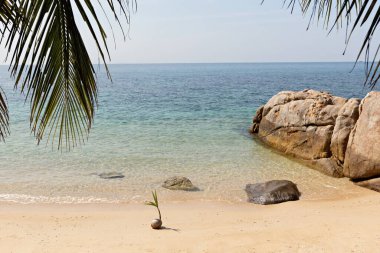Sprouted coconut on the beach in Thailand
