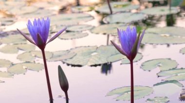 Violet lotus flowers in the pond