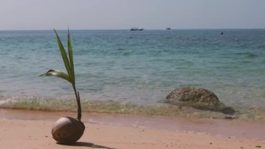 Sprouted coconut on the beach in Thailand