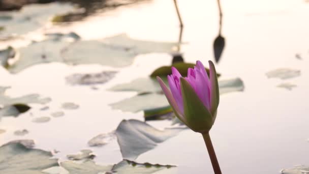 Violet Lotus Flowers Pond — Αρχείο Βίντεο