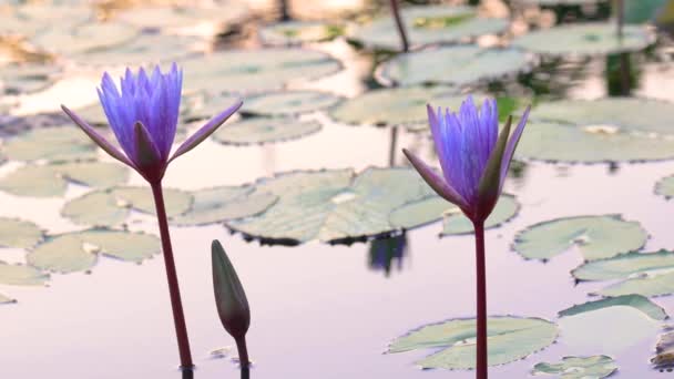 Violet Lotus Flowers Pond — Wideo stockowe