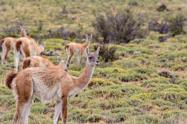 Group of guanaco animals in Patagonia Chile