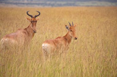 Topi antelope at Masai Mara National Park, Tanzania 