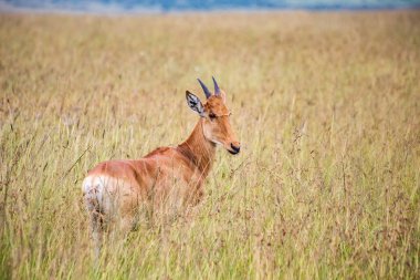 Topi antelope at Masai Mara National Park, Tanzania 
