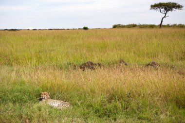 Kenya 'da, Masai Mara Ulusal Rezervi' nde çimlerde serinleyen vahşi, sevimli çita.