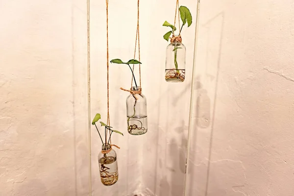 Small plants hanging in glass bottles interior decoration