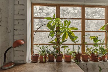Cozy cafe interior by the window flowers 