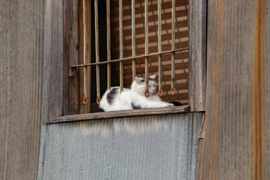 Street cat resting on the window of abandoned house