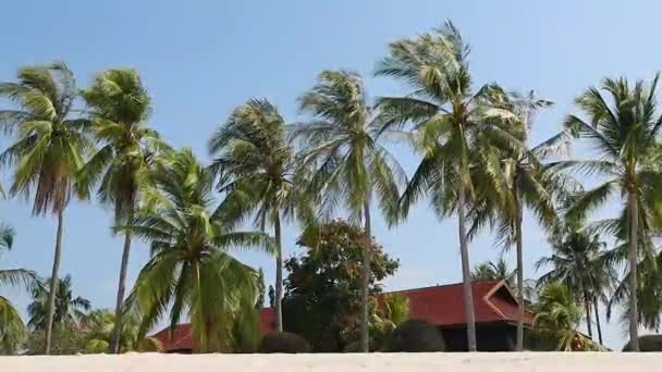 Casas Madeira Exóticas Resort Luxo Escondido Entre Palmeiras Malaisya — Vídeo de Stock
