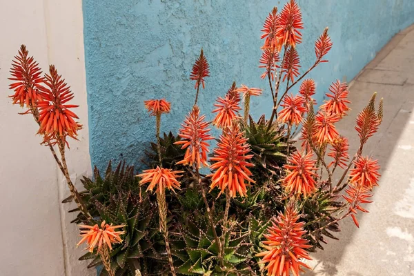 Les Pointes Rouge Vif Usine Aloe Vera Dans Paysage Urbain — Photo