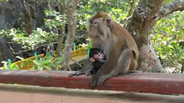 Roztomilé Zelené Opice Krmení Dítě Národním Parku Malajsii — Stock video