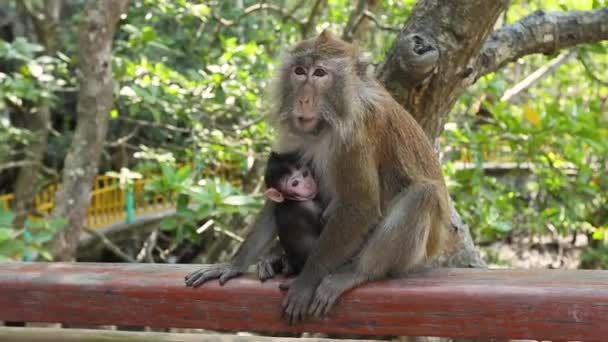 Niedlicher Grüner Affe Füttert Baby Nationalpark Malaysia — Stockvideo