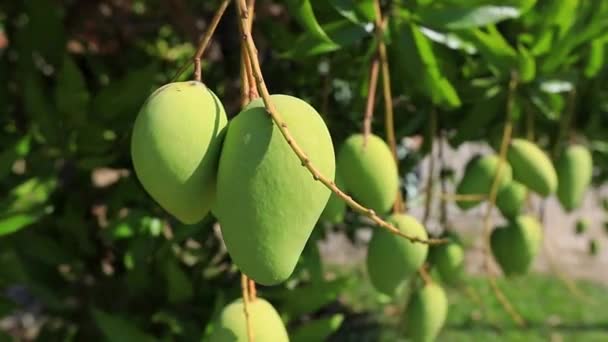 Zielone Mango Drzewie Tropikalnym Ogrodzie — Wideo stockowe