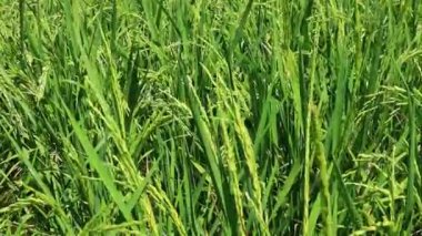 Pirinç tarlası, Güney Doğu Asya 'da rüzgarlı havada kapalı.