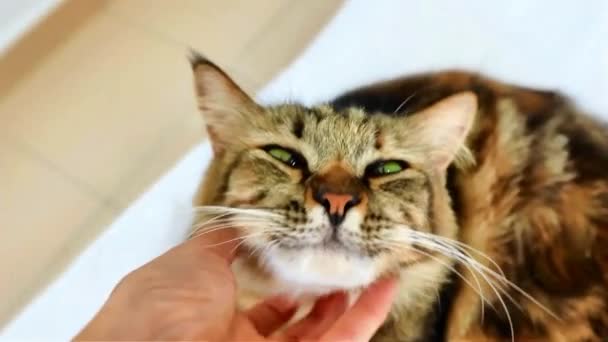 Şirin Yeşil Gözlü Evcil Kedi Yavaş Çekimde Sarılır — Stok video