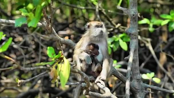 Cute Green Monkey Feeding Baby National Park Malaysia — Stock Video
