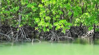 suda Mangrove ağaçları