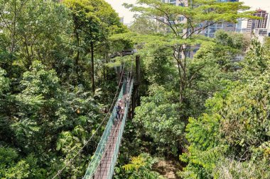 Kuala Lumpur Eco Park Ormanı 'nda Kuala Lumpur Malezya' da asılı bir kubbe ayak köprüsü