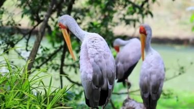 Parktaki beyaz leylek yeşil arka planda, Malezya
