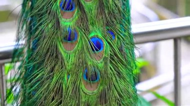 Renkli tavus kuşunun tüyleri kapanıyor