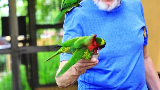 Чоловік Годує Папуг Веселки Сидячи Руці — стокове відео