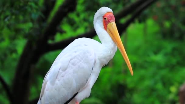 马来西亚 绿色背景的公园里的白鹤 — 图库视频影像