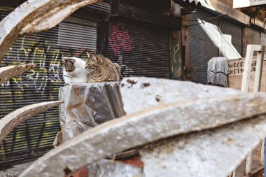 İstanbul 'daki Galata Köprüsü yakınlarındaki balık pazarı yakınlarındaki sevimli İstanbul kedileri