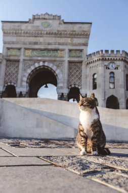 İstanbul Üniversitesi 'nin Türkiye girişi önünde oturan sevimli kedi