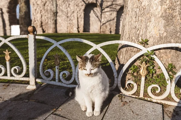 Cute Fluffy Istanbul Street Cat — Stock Photo, Image