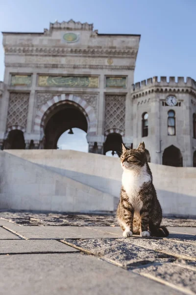 stock image Cute cat sitting in front of the Istanbul University gate entrance Turkey