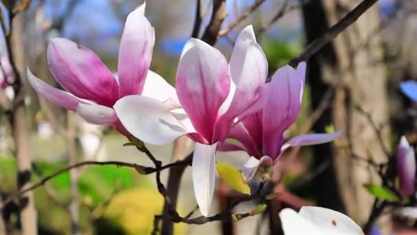 選択的焦点 春の花と美しいマグノリアの背景 — ストック動画