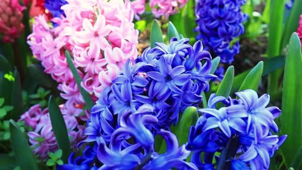 Bahçedeki Parlak Renkli Sümbül Çiçekleri Kapat — Stok video
