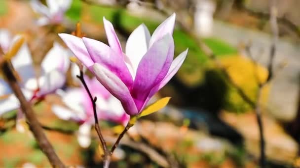 Beautiful Magnolias Background Selective Focus Springtime Blossom — Stock Video