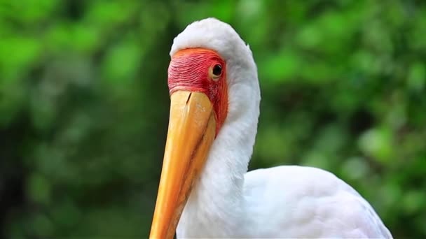 Cigüeña Blanca Parque Con Fondo Verde Malasia — Vídeos de Stock