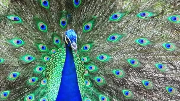 孔雀的头紧贴着吉隆坡鸟类公园 — 图库视频影像