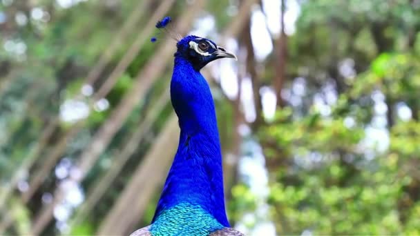Cabeça Pavão Perto Parque Pássaros Kuala Lumpur — Vídeo de Stock