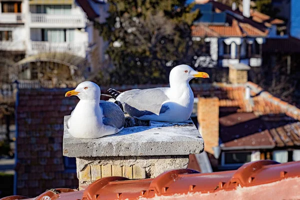 Çatıda Martı Bulgaristan Deniz Kuşları — Stok fotoğraf