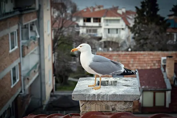 Çatıda Martı Bulgaristan Deniz Kuşları — Stok fotoğraf