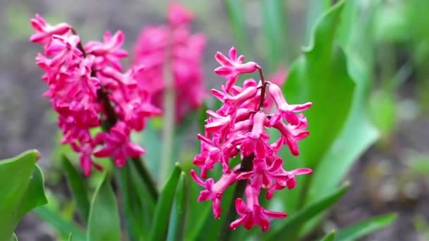 Bright Colorful Hyacinth Flowers Garden Close — Stock Video