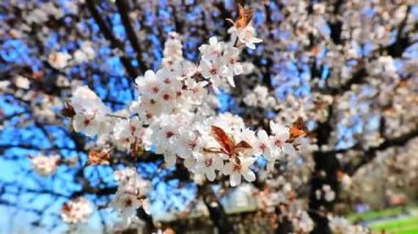 Güneşli bir günde beyaz kiraz dalları açıyor.