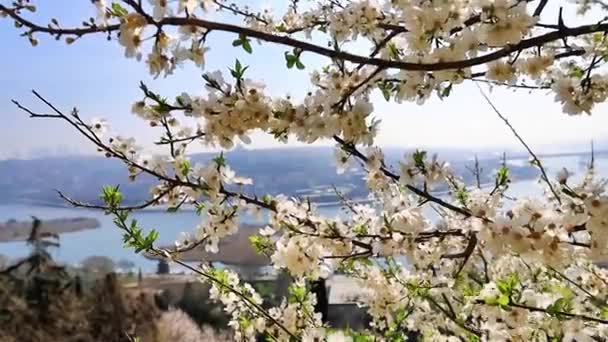 Білі Квітучі Вишневі Гілки Сонячний День — стокове відео