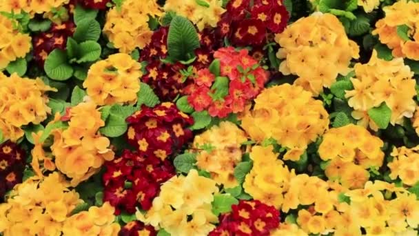 Coloridas Flores Onagra Vista Superior Flores Primavera Fondo — Vídeos de Stock
