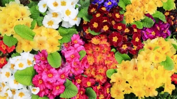 Красочные Цветы Первоцвет Вид Сверху Весенние Цветы Фон — стоковое видео