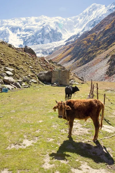 Funny little cows in Pakistani mountains
