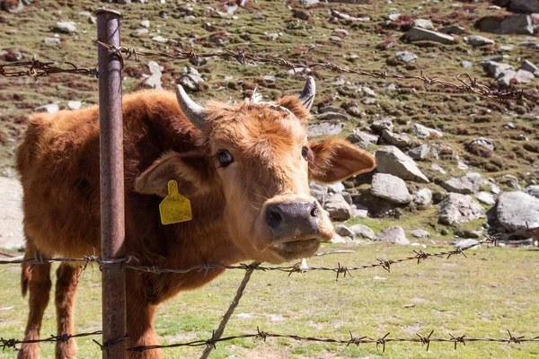 Pakistan dağlarında komik küçük inekler