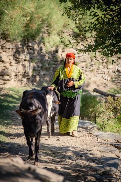 Традиционно Одетая Женщина Племени Калаш Коровой Деревне Калаш Пакистан — стоковое фото