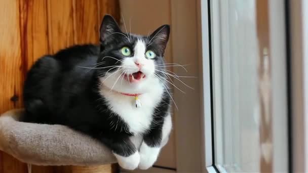 Evcil Sevimli Siyah Beyaz Kedi Pencereden Dışarı Bakıyor Miyav Dışarıda — Stok video