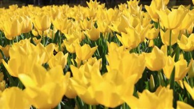 Parlak sarı lale tarlasını kapatın.