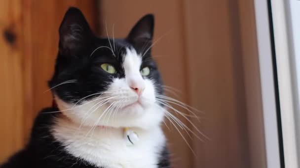 Roztomilá Domácí Černobílá Kočka Dívá Okna Říká Mňau Vidí Ptáky — Stock video